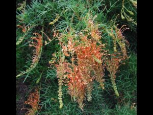 Grevillea 'Thorny Devil'