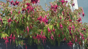 Explosions of vivid colour, especially of the trailing types, provide much of the Fuchsias' appeal (Image: John Fitzsimmons)