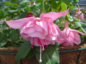 Pretty in pink, Fuchsia ‘Acclamation’ (Image: Weald View Gardens Nursery)