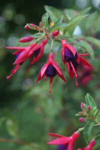 Fuchsias have been popular garden plants for more than 100 years. Novel (re)discoveries are still made in long-established and forgotten gardens (Image: John Fitzsimmons)