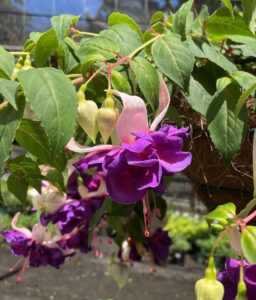 Fuchsia ‘David George’ (Image: Weald View Gardens)