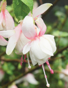 While the genus' blooms often exhibit the characteristic magenta colour, there are differ-ent species and hybrids in a wide range of colour combinations including this Fuchsia 'Charm' White-White (Image: Tesselaar)