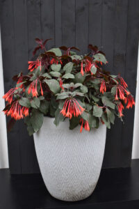 Fuchsia ‘Coralle’, in-ground, in pots or baskets, there is a Fuchsia for almost any shade/part shade situation (Image: PGA)
