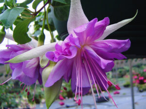 Fuchsia ‘Glowing Lilac’ (Image: Weald View Gardens)