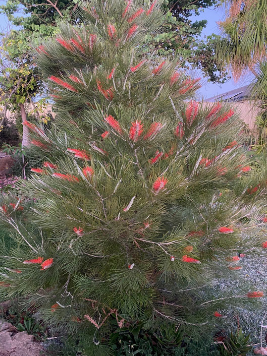 Tree choices for a successful design - Hort Journal Australia