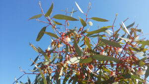Plant Eucalyptus torquata for light shade and birdlife (Image: Glenice Batchelor)