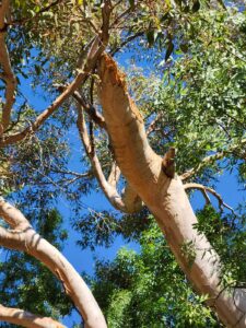 A fallen branch wound is only one step in the creation of nesting hollows that may take over one hundred years to form