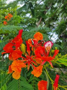 Delonix regia - a flowering shade tree for the subtropics. (Image: Patrick Regnault)