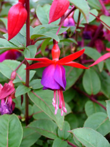 Fuchsia ‘Electric Lights’, a recent release that typifies the genus' vibrant colours (Image: Ball Australia)