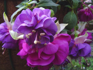 Fuchsia ‘Parliament’ with its pretty double flowers (Image: Weald View Gardens)