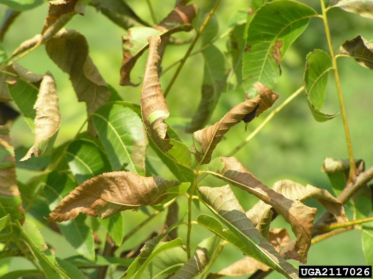 Scorched leaves are a symptom of Xylella infection. (Image: Rebecca A Mellanson BugwoodOrg)