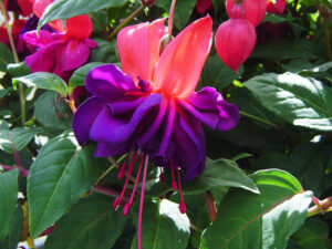 The contrasting colours of petals and sepals of Fuchsia ‘Voodoo’ (Image: Weald View Gardens)