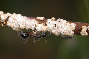Ants feeding on gumtree scale honeyde (Supplied by Denis Crawford of Graphic Science)