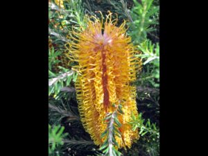 banksia ericifolia golden girl dig