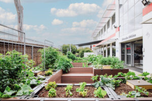 A previously under-utilised outdoor lunch space at Toyota is now a thriving farm (Image: TSLC)