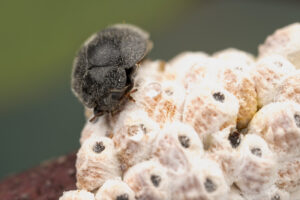 Gumtree scale ladybird feeding on scale (Supplied by Denis Crawford of Graphic Science)