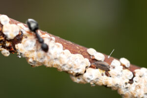 Ladybird larva (arrow) and an oblivious ant (Supplied by Denis Crawford of Graphic Science)