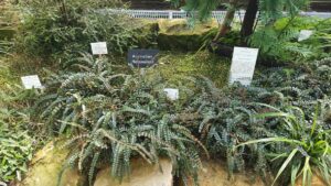 Australian and New Zealand plants including Wollemi pine, Pittosporum multiflorum, Pellaea rotundifolia, and Arthropodium candidum