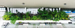 Salad Dressing’s office balcony is home to over 300 species of plants in its experimental ‘tropical forest’ (Image: Salad Dressing)