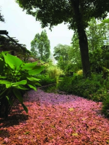 The annual flowering of the Trumpet Tree (Tabebuia rosea) carpets the pond at Enabling Village (Image: Salad Dressing)