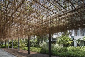 A Grape Ivy’s (Cissus nodosa) roots hang from a pergola at Enabling Village (Image: Salad Dressing)