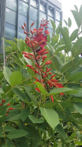 Striking flowers on Erythrina crista-galli