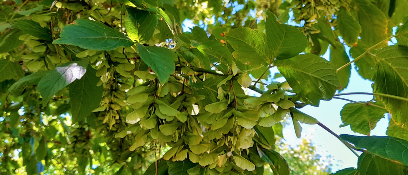 Prolific and viable fruit set of box elder (Acer negundo)