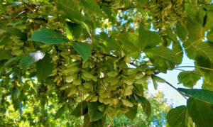 Prolific and viable fruit set of box elder (Acer negundo)