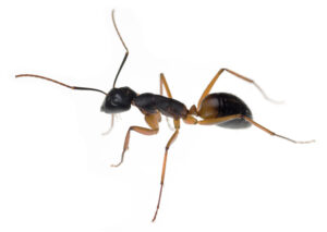The node between thorax and abdomen identifies this as an ant (Supplied by Denis Crawford of Graphic Science)