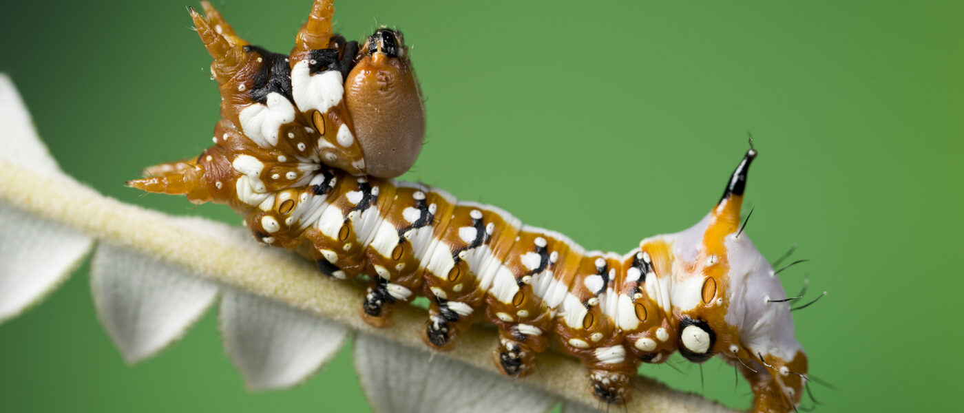 This caterpillar has three pairs of true legs and four pairs of abdominal prolegs (Supplied by Denis Crawford of Graphic Science)