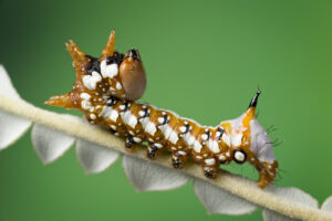 This caterpillar has three pairs of true legs and four pairs of abdominal prolegs (Supplied by Denis Crawford of Graphic Science)