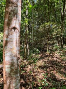 The trunks of the same forest have a diameter ranging from 200mm to 400mm depending on the species (Image: Patrick Regnault)