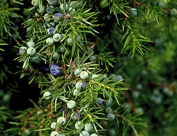 Juniper berries (Image: Bronislaw Drozka, Pixabay)