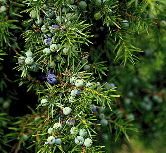 Juniper berries (Image: Bronislaw Drozka, Pixabay)