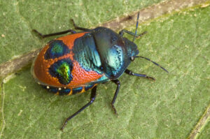Beetle or bug? Answer in next Pest Files (Supplied by Denis Crawford of Graphic Science)
