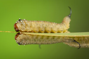 These longtailed sawfly larvae have more prolegs than caterpillars (Supplied by Denis Crawford of Graphic Science)