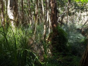 Melaleuca swamps are threatened by developments upstream and to surrounding areas (Image: Patrick Regnault)