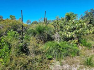 Coastal heathlands have a high biodiversity (Image: Patrick Regnault)