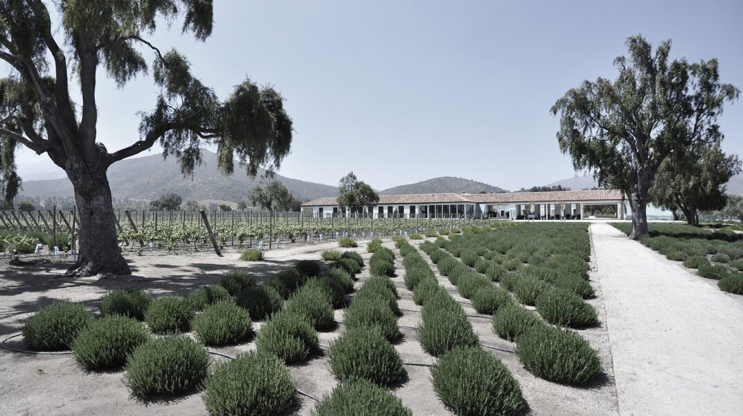 Beauty and productivity in Chile - vines, lavender for oil, and olives (Image: Chloe Humphreys)