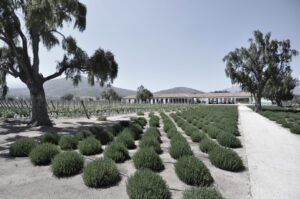 Beauty and productivity in Chile - vines, lavender for oil, and olives (Image: Chloe Humphreys)