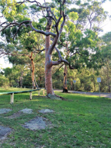 Angophora costata - managing trees in public spaces requires specialist qualifications in arboriculture (Image: Karen Smith)