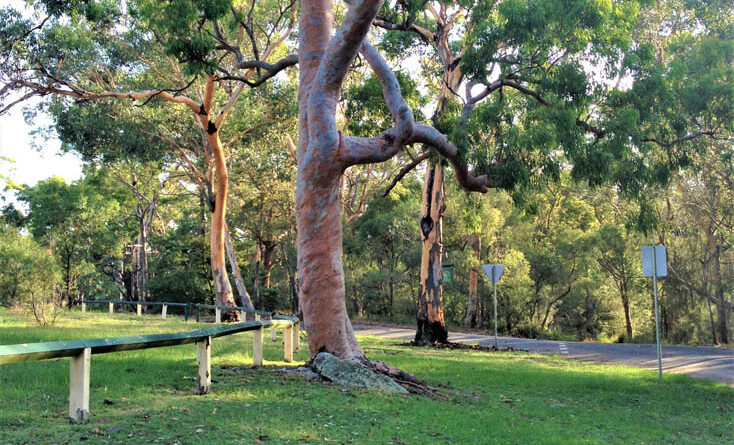 Angophora costata - managing trees in public spaces requires specialist qualifications in arboriculture (Image: Karen Smith)