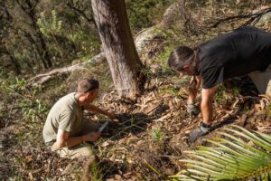 Scott Yates and John Larsen of the Royal Botanic Garden Sydney, collecting seed and seedlings of Macrozamia elegans for the living collections in New South Wales, Australia