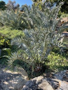 The spectacular colour and leaf details of the majestic Encephalartos horridus growing in the living collection of the Royal Botanic Garden Sydney, Australia