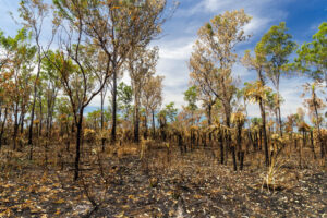 A population of Cycas maconochiei after a recent fire, showing the damage to plants in the Cox Peninsula of the Northern Territory, Australia