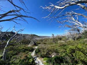 Higher temperatures and drier conditions are stressing the Snow Gums of Kosciuszko National Park resulting in dieback caused by a longhorn beetle (Image: Lucy McClymont)