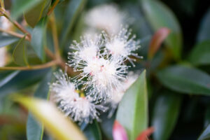 Beautiful bird-attracting flowers