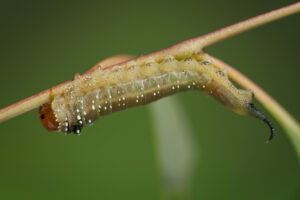 Long tailed sawfly larvae are very caterpillar-like