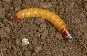 Wireworms have a distinctive form