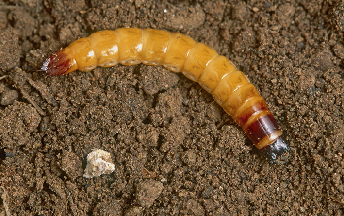 Wireworms have a distinctive form